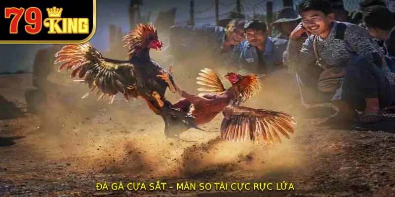 Đá gà cựa sắt – màn so tài cực rực lửa