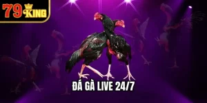 Đá Gà Live 24/7 - Trải Nghiệm Giải Trí Thời Gian Thực
