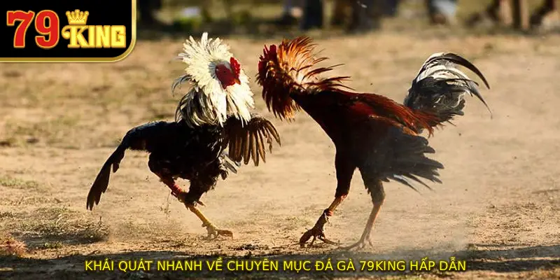 Khái quát nhanh về chuyên mục đá gà 79KING hấp dẫn