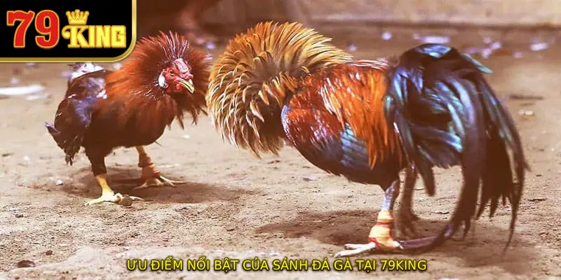 Ưu điểm nổi bật của sảnh đá gà tại 79KING